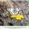 melanargia larissa georgia male 2